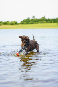 Beeztees Köpek Oyuncağı, Yüzen, İçi Su Dolabilen Toplar, Mavi/Kırmızı, 3 Adet, 6,2cm - 2