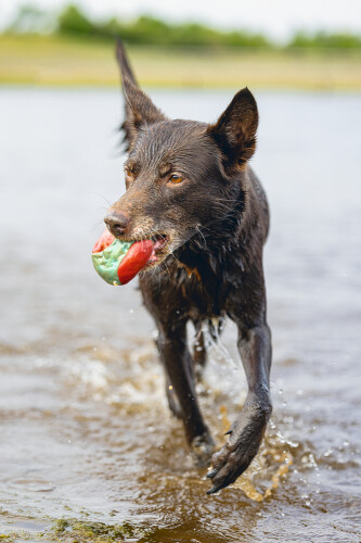 Beeztees Köpek Oyuncağı, Yüzen, İçi Su Dolabilen Toplar, Mavi/Kırmızı, 3 Adet, 6,2cm - 5