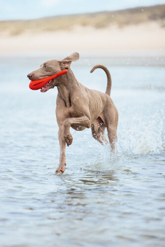 Beeztees Köpek Oyuncağı, Yüzen, Şamandıra, TPR, Kırmızı, 28x13x8cm - 2