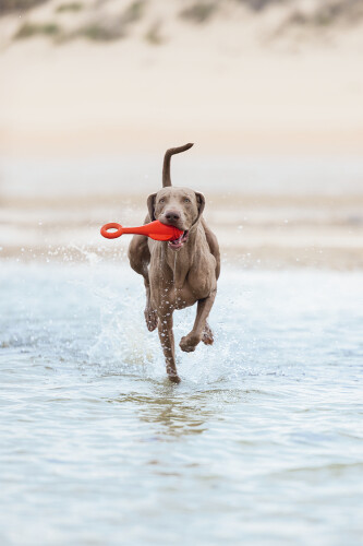 Beeztees Köpek Oyuncağı, Yüzen, Şamandıra, TPR, Kırmızı, 28x13x8cm - 4