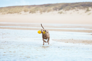Beeztees Köpek Oyuncağı, Yüzen, Şamandıra, TPR, Sarı, 28x13x8cm - 3