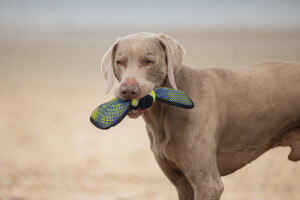 Beeztees Köpek Oyuncağı, Yüzen, Tenis Topu, Mavi/Sarı, 30x9,5x6,3cm - 3