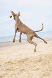 Beeztees Köpek Oyuncağı, Yüzen, Tenis Topu, Mavi/Sarı, 30x9,5x6,3cm - 4