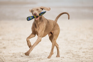 Beeztees Köpek Oyuncağı, Yüzen, Tenis Topu, Mavi/Sarı, 30x9,5x6,3cm - 8