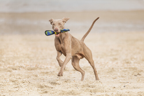 Beeztees Köpek Oyuncağı, Yüzen, Tenis Topu, Mavi/Sarı, 30x9,5x6,3cm - 5