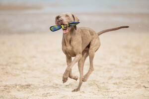 Beeztees Köpek Oyuncağı, Yüzen, Tenis Topu, Mavi/Sarı, 30x9,5x6,3cm - 6