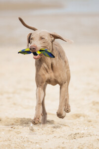 Beeztees Köpek Oyuncağı, Yüzen, Tenis Topu, Mavi/Sarı, 30x9,5x6,3cm - 2