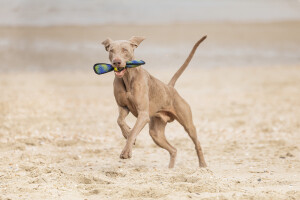 Beeztees Köpek Oyuncağı, Yüzen, Tenis Topu, Mavi/Sarı, 30x9,5x6,3cm - 5