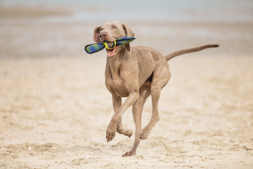 Beeztees Köpek Oyuncağı, Yüzen, Tenis Topu, Mavi/Sarı, 30x9,5x6,3cm - 6