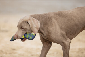 Beeztees Köpek Oyuncağı, Yüzen, Tenis Topu, Mavi/Sarı, 30x9,5x6,3cm - 9