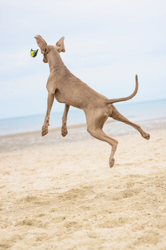 Beeztees Köpek Oyuncağı, Yüzen, Tenis Topu, Mavi/Sarı, 30x9,5x6,3cm - 4