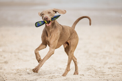 Beeztees Köpek Oyuncağı, Yüzen, Tenis Topu, Mavi/Sarı, 30x9,5x6,3cm - 8