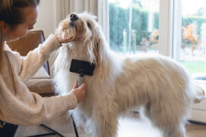 Beeztees Köpek Tarağı, Kolay Tarama, SM, Siyah Gri, 18cm, 18x10x2cm - 4