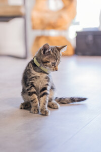 Beeztees Yavru Kedi Boyun Tasması, Bebek Sarı, 18-23cm - 2