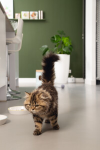 Beeztees Yavru Kedi Mama Su Kabı, Seramik, Gri Sarı, 17,5cmx3,5cm - 4