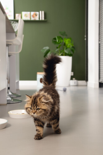 Beeztees Yavru Kedi Mama Su Kabı, Seramik, Gri Sarı, 17,5cmx3,5cm - 4