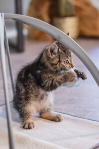 Beeztees Yavru Kedi Oyun Parkı, 40x40x33cm - 7