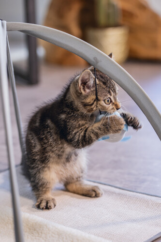 Beeztees Yavru Kedi Oyun Parkı, 40x40x33cm - 7