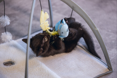 Beeztees Yavru Kedi Oyun Parkı, 40x40x33cm - 3