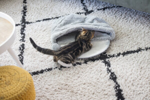 Beeztees Yavru Kedi Oyun Yatağı, Oyuncaklı, 50x40x15cm - 7