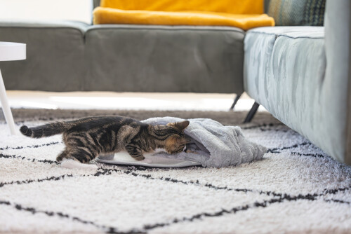 Beeztees Yavru Kedi Oyun Yatağı, Oyuncaklı, 50x40x15cm - 6