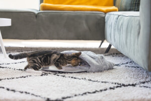 Beeztees Yavru Kedi Oyun Yatağı, Oyuncaklı, 50x40x15cm - 6