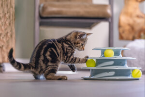 Beeztees Yavru Kedi Oyuncağı, 3 Katlı, 25x25x13cm - 4