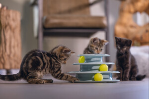 Beeztees Yavru Kedi Oyuncağı, 3 Katlı, 25x25x13cm - 9