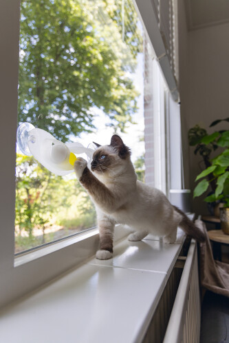 Beeztees Yavru Kedi Oyuncağı, Cama Tutturulabilir, 52x4x9cm - 2