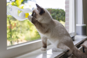 Beeztees Yavru Kedi Oyuncağı, Cama Tutturulabilir, 52x4x9cm - 4