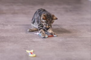 Beeztees Yavru Kedi Oyuncağı, Esnek Balık, 3 Adet, 3,5x8,5cm - 5