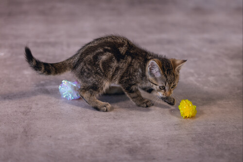 Beeztees Yavru Kedi Oyuncağı, Hışırtılı Top, 4 Adet, 5cm - 4