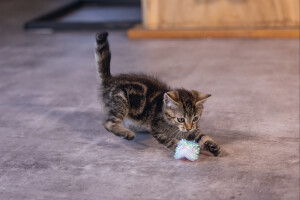 Beeztees Yavru Kedi Oyuncağı, Hışırtılı Top, 4 Adet, 5cm - 7