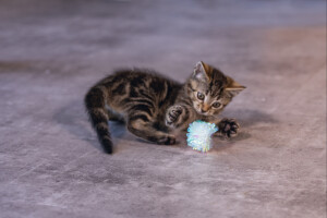 Beeztees Yavru Kedi Oyuncağı, Hışırtılı Top, 4 Adet, 5cm - 8