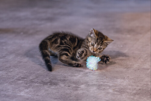 Beeztees Yavru Kedi Oyuncağı, Hışırtılı Top, 4 Adet, 5cm - 8