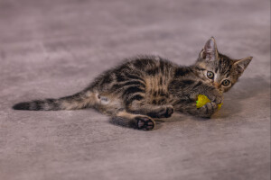 Beeztees Yavru Kedi Oyuncağı, Hışırtılı Top, 4 Adet, 5cm - 5