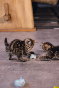 Beeztees Yavru Kedi Oyuncağı, Hışırtılı Top, 4 Adet, 5cm - 9