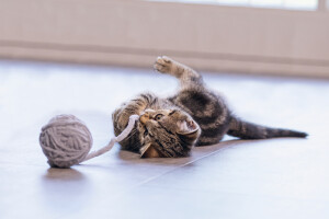 Beeztees Yavru Kedi Oyuncağı, Kuyruklu Yün Top, 6,5cm, 35cm kuyruk - 2