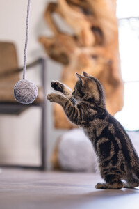 Beeztees Yavru Kedi Oyuncağı, Kuyruklu Yün Top, 6,5cm, 35cm kuyruk - 3