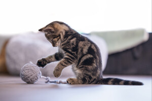 Beeztees Yavru Kedi Oyuncağı, Kuyruklu Yün Top, 6,5cm, 35cm kuyruk - 6