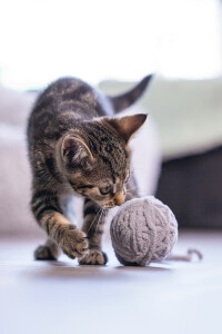 Beeztees Yavru Kedi Oyuncağı, Kuyruklu Yün Top, 6,5cm, 35cm kuyruk - 7