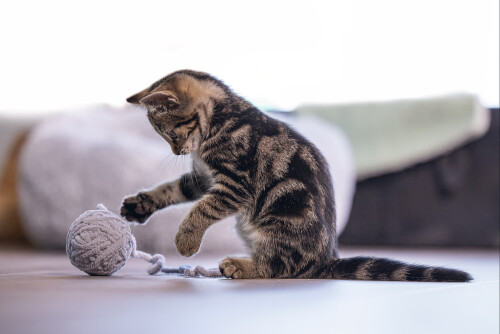 Beeztees Yavru Kedi Oyuncağı, Kuyruklu Yün Top, 6,5cm, 35cm kuyruk - 6