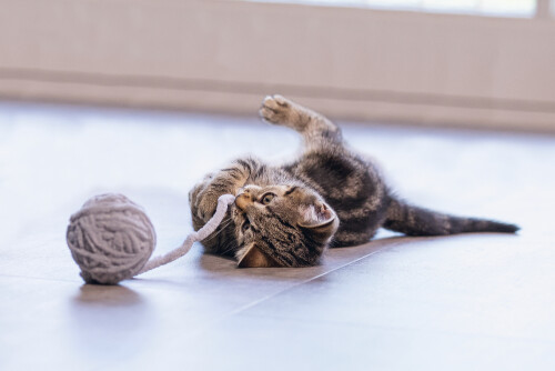 Beeztees Yavru Kedi Oyuncağı, Kuyruklu Yün Top, 6,5cm, 35cm kuyruk - 2