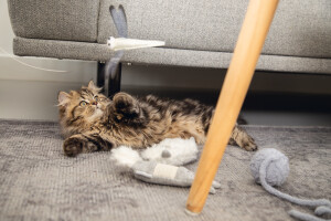 Beeztees Yavru Kedi Oyuncağı, Lama, Peluş, 16x7x4cm - 3