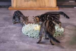 Beeztees Yavru Kedi Oyuncağı, Ödül Saklama, 38x38x3cm - 3