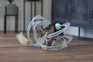 Beeztees Yavru Kedi Tüneli, Spiral Şeklinde, 60x25x25cm - 6