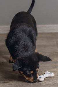 Beeztees Yavru Köpek Diş Oyuncağı, İçi Dolu Halka, Kauçuk, Pembe, 10cm - 5