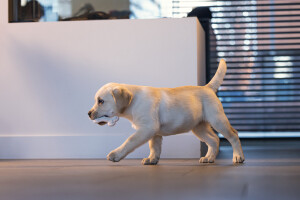 Beeztees Yavru Köpek Diş Oyuncağı, İçi Dolu Halka, Kauçuk, Pembe, 10cm - 6