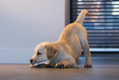 Beeztees Yavru Köpek Diş Oyuncağı, İçi Dolu Halka, Kauçuk, Pembe, 10cm - 8