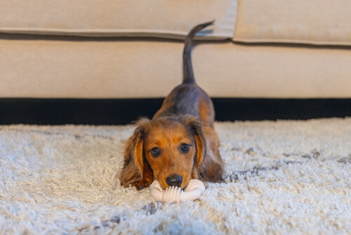 Beeztees Yavru Köpek Diş Oyuncağı, İçi Dolu Halka, Kauçuk, Pembe, 8cm - 2